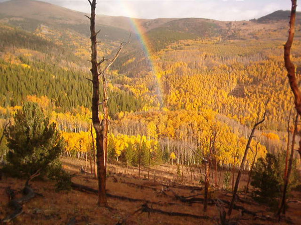 Field Dress Base Camp in Colorado during bowhunting season. The aspens are changing colors and the morning storm left us a rainbow marking our pot of gold; a trophy bull elk.
