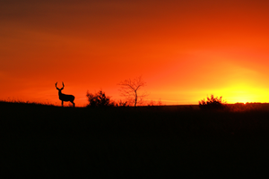 Huge mule deer at a beautiful sunset in North Dakota.